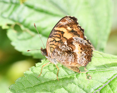 Anthanassa drusilla
