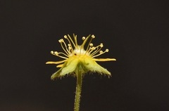 Ivesia jaegeri