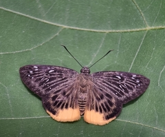 Mooreana trichoneura