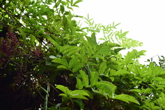 Wisteriopsis reticulata