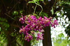 Wisteriopsis reticulata