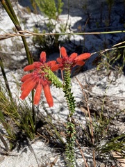 Erica cerinthoides cerinthoides