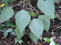 Laportea peduncularis