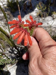 Erica cerinthoides cerinthoides