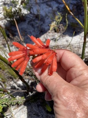 Erica cerinthoides cerinthoides