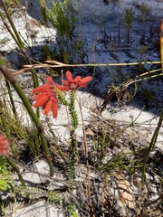 Erica cerinthoides cerinthoides