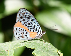 Eunica chlororhoa