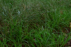 Eragrostis minor