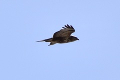 Buteo buteo