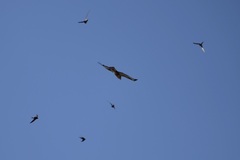 Buteo buteo