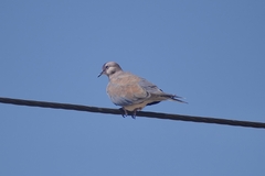 Streptopelia senegalensis