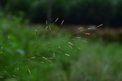 Eragrostis minor