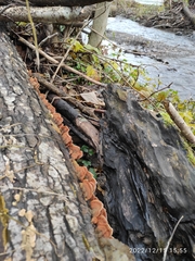 Stereum subtomentosum