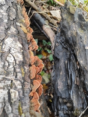 Stereum subtomentosum