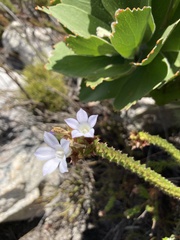Roella amplexicaulis