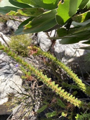 Roella amplexicaulis
