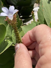 Roella amplexicaulis