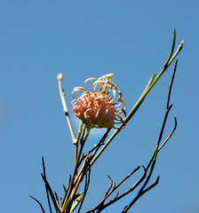 Grevillea bracteosa