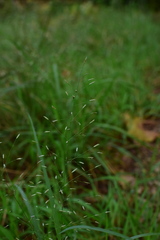 Eragrostis minor