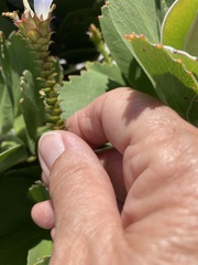 Roella amplexicaulis