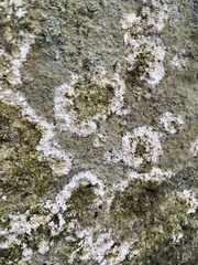 Trapelia placodioides