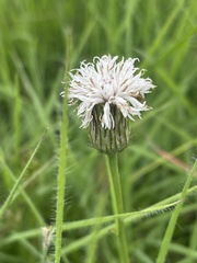 Parapolydora gerrardii