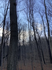 Celtis occidentalis