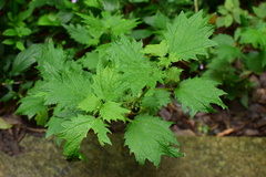 Urtica fissa