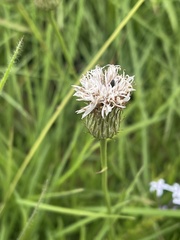 Parapolydora gerrardii