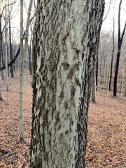 Celtis occidentalis