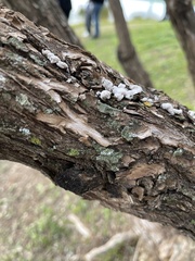 Punctelia missouriensis