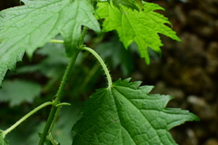 Urtica fissa
