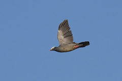 Patagioenas leucocephala