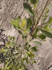 Tessaria absinthioides