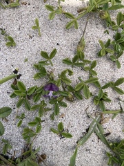 Psoralea repens