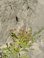 Tessaria absinthioides