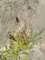 Tessaria absinthioides