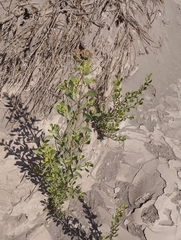 Tessaria absinthioides