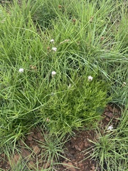 Parapolydora gerrardii