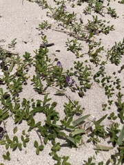Psoralea repens