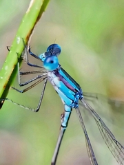 Lestes tenuatus