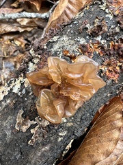 Phaeotremella