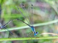 Lestes tenuatus