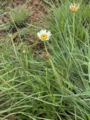 Berkheya zeyheri