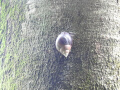 Lissachatina fulica