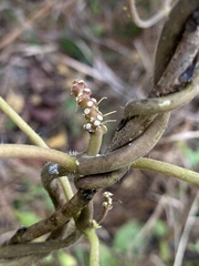Asclepiadeae