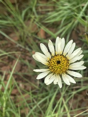 Berkheya zeyheri