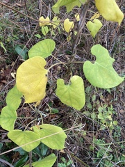 Asclepiadeae