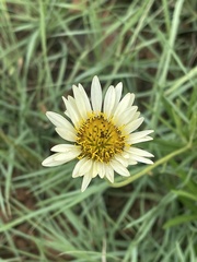 Berkheya zeyheri