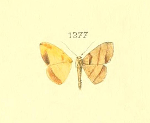 Pyrinia itunaria